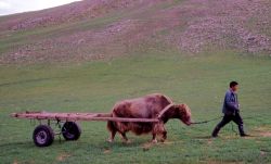 Mongolia uomo con carro trainato da yak - Foto di Giulio Badini / I Viaggi di Maurizio Levi