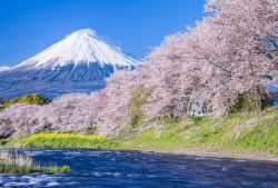Monte Fuji, lo spettacolare stratovulcano dell'isola di Honshu, il più alto del Giappone - © skyearth / Shutterstock.com