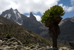 Monte Kenya Africa: un piccolo albero in primo piano, mentre sullo sfondo tvediamo alcuni degli undici piccoli ghiacciai che si trovano sui fianchi di questo grande stratovulcano - © Africanmoose ...