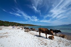Mucche e buoi a spasso per Spiaggia Lotu, Corsica - una caratteristica davvero singolare di questa spiaggia è la curiosa presenza di mucche e buoi che, del tutto indefferenti a flash ...