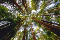 Muir Woods National Monument, la foresta, ricca di sequoie redwood, si trova alla periferia di San Francisco in California - © photogolfer / Shutterstock.com
