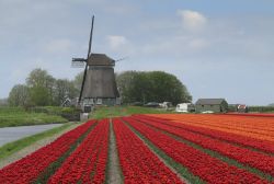 Un Mulino a Vento ed una distesa di rossi tulipani a Lisse, in Olanda - © bengy / Shutterstock.com