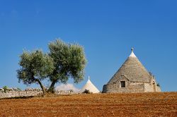 Paesaggio della Murgia pugliese, tra ulivi e trulli vicino ad Alberobello - © LianeM / Shutterstock.com