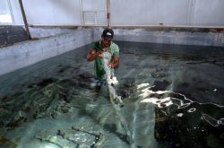 Museo Archeologico a Monte Cristi, Repubblica Dominicana - Il ricordo dei pirati ancora aleggia nel presente di Montecristi, località sulla costa atlantica della Repubblica Dominicana, ...