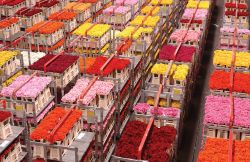 Naaldwijk, Floraholland: la borsa fiori e piante Olanda.