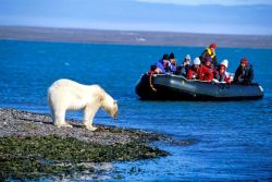 Orso polare sulle isole Svalbard a Spitsbergen, ...