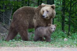 Orso Bruno con piccolo nei Carpazi. Siamo nella Valle della Prahova, nei dintorni di Sinaia in Romania - © Mihai Dancaescu / Shutterstock.com