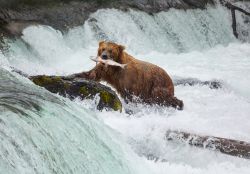 Orso bruno a pesca in un fiume dello Yosemite National Park - © Galyna Andrushko / Shutterstock.com