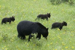 Al Jasper National Park canadese non è raro osservare esemplari di orso e altri mammiferi nel loro habitat naturale, magari insieme ai cuccioli, come nella foto - © kalyand / Shutterstock.com ...