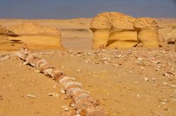 Ossa di balena affiorano dalla sabbia a Wadi al-Hitan in Egitto - In collaborazione con I Viaggi di Maurizio Levi