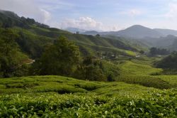 Il paesaggio delle Cameron Highlands è una vera perla dello Stato di Pahang. Con un po' di fortuna, trovando la giusta giornata di Sole, si può ammirare lo stupendo scenario ...