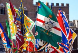 In occasione del Palio di Siena le bandiere delle contrade cittadine sventolano a festa. Le storiche suddivisioni del capoluogo provinciale toscano sono diciassette: Aquila, Istrice, Pantera, ...