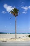 Palma lungo la spiaggia cittadina di San Vito lo Capo in Sicilia - © LCF / Shutterstock.com