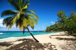 Una Palma solitaria in una spiaggia deserta di Punta Cana, lungo la costa est della Repubblica Dominicana - © photopixel / Shutterstock.com