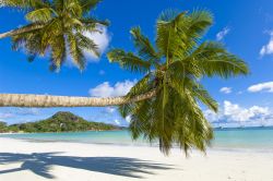 Palme spettacolari in una delle magnifiche spiagge di Praslin alle Seychelles - © Sergey Khachatryan / Shutterstock.com