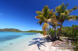 Palme sulla spiaggia: questo mare tropicale, dalle acque turchesi e le sabbie bianche si trova a Tortola, nelle Isole Vergini Britanniche (BVI) - © Jason Patrick Ross / Shutterstock.com ...