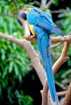 Pantanal Brasile pappagallo