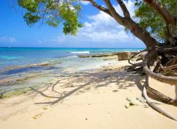 Paradise Beach a Barbados è considerata una delle spiagge bianche più tranqullie dei Caraibi, luogo ideale per bagni di sole e battute di smorkeling tra le sue acque limpide - Filip ...