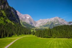 Pascoli alpini a Engelberg, Svizzera - L'erba rigogliosa dei pascoli svizzeri, accarezzata dall'aria fresca e dai raggi del sole, è un ottimo nutrimento per mucche, pecore e capre ...
