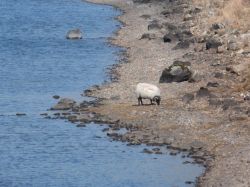 Pecora black face, ovvero dal muso nero, sulle rive di un lago del Connemara (Irlanda).