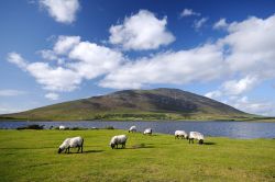 Pecore al pascolo a Achill Island, Irlanda -  Se l'agricoltura non è fra le principali attività dell'isola, a causa soprattutto del terreno aspro e brullo, l'allevamento ...