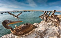 Pelicani sulla costa di Paracas nel Perù ...