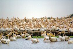 Pellicani Senegal birdwatching Africa