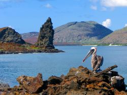 Un pellicano fotografato con la famosa Roccia Pinnacolo, un camino vulcanico relitto alle isole Galapagos. Boschi di mangrovie e di cactus si alternano fra atmosfere selvagge, colonie di specie ...