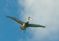 Pellicano in volo su Los Roques in Venezuela. Questi grandi uccelli, assieme ai cormorani, caratterizzano le isole caraibiche, e sorprendono i turisti con le loro enormi dimensioni - © ...