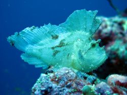 Pesce foglia nella barriera corallina dell'Atollo di Baa, nel nord dell'arcipelago delle isole Maldive - © Kristina Vackova / Shutterstock.com