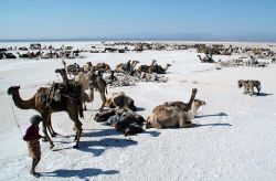 Piana di sale in Dancalia Etiopia orientale -  ...