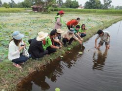 Piantagione di loto a Ubon Ratchathani, Thailandia  - Tipico di stagni e invasi con acque quasi prive di corrente, il fior di loto asiatico, pianta acquatica a crescita rapidissima, ha ...