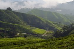 Sungai Palas, Stato di Pahang: siamo nel cuore delle Cameron Highlands, nella Malesia peninsulare. Migliaia di turisti ogni anno giungono qui per ammirare gli splendidi paesaggi delle piantagioni ...