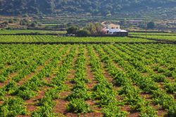 Piantagione di Zibibbo, da cui si ricava il celebre vino di Pantelleria. I filari di questo piccolo vitigno si trovano in contrada Zubebi, a ridosso della Montagna Grande, la veta più ...