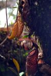 Piante carnivore, Mossy Forest: nelle Cameron Highlands non ci sono solamente splendide piantagioni di tè da visitare; si possono anche compiere escursioni presso la Mossy Forest ed osservare ...