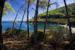 La pineta e la spiaggia di Istia, sull'Isola d'Elba - © Roberto Ridi