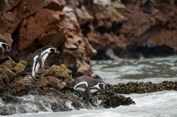 Pinguini di Humboldt, una delle specie marine ...
