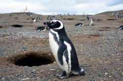 Pinguini alla Pinguinera del Seno Otway vicino a Punta Arenas in Cile - © Yevgenia Gorbulsky / Shutterstock.com