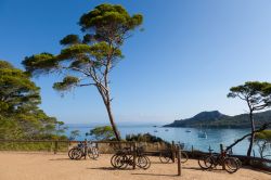 Pini marittimi e panorama dell'isola di Porquerolles, al largo delle coste della Provenza -  © Samuel Borges Photography / shutterstock.com