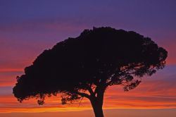 Pino marittimo al tramonto, Aigues Mortes Provenza - Gli scorci paesaggistici offerti da questo angolo di Francia hanno ispirato da sempre pittori e scrittori. In questa immagine un suggestivo ...