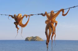 Polpi ad essiccare a Lesvos. Sono una delle prelibatezze del Mar Egeo, da gustare nei vari ristorantini di questa zona della Grecia, quasi al confine con le coste della Turchia - © StockCube ...