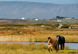 Pony in libertà nel Connemara, la regione dell'Irlanda occidentale - © Michael Steden / Shutterstock.com
