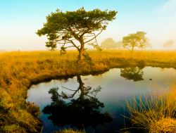Al Parco del Serengeti, nel nord della Tanzania, nella stagione secca rimangono poche pozze d'acqua a rinfrescare la savana. Il clima tropicale è infatti caratterizzato da periodi ...