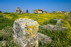Primavera in Turchia, i campi fioriti intorno a Hierapolis, vicino a Pamukkale in Turchia - © cartela / Shutterstock.com