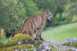 Un Puma (Leone di Montagna) fotografato nel Parco ...