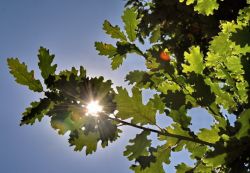 Quercia dentro la Solfatara di Pozzuoli