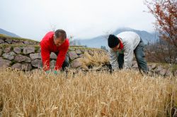 Raccolta del riso Merano Alto Adige - cortesia foto www.trauttmansdorff.it