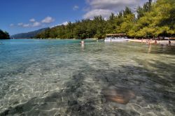 Razza vicino a riva nel mare limpido della laguna di  Moorea in Polinesia Francese