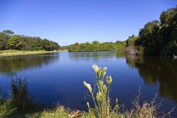 Red Bug Slough reserve: l'aerea verde si trova vicino a Sarasota Florida USA - © Steve Carroll / Shutterstock.com