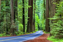 Redwood National Park le sequoie piu alte in California (USA) - © Yama / Shutterstock.com